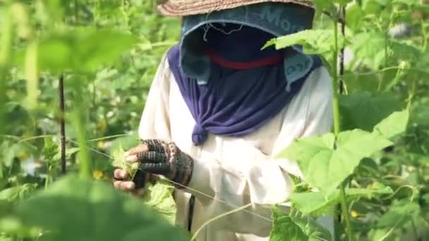 Cultivador Feminino Com Mão Proteção Facial Uma Plantação — Vídeo de Stock