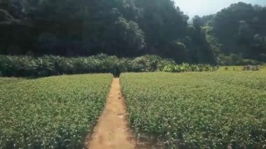 Hindistan cevizi ve mısır tarlasının yanındaki orman dağı insansız hava aracı vuruldu. 