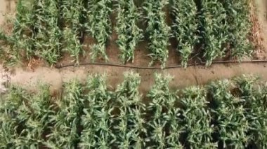  Büyük Mısır Tarlası