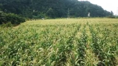 Büyük Mısır Tarlası