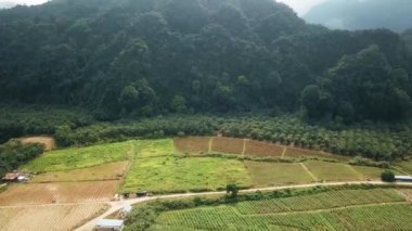 Plantation Field Near Forest Mountains - Drone Shot
