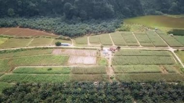 Plantation Field WIth Various Crops And A Lake Near A Forest - Drone Shot - Left To Right