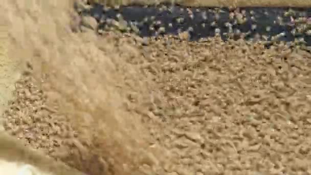 Koşu Bandında Düşen Tohumlar Yakın Plan — Stok video