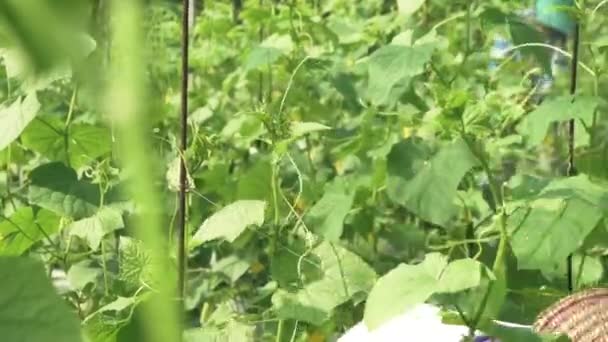 Mujer Cultivadora Rodando Una Rama Árbol Alambre — Vídeos de Stock