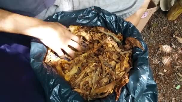 Osoba Torbą Suchych Liści Tytoniu Organicznego — Wideo stockowe