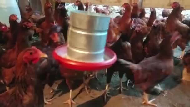 Kippen Eten Een Kippenhok Statisch — Stockvideo