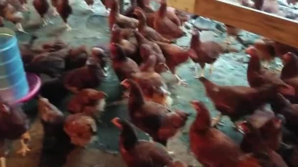 Veel Kippen Eten Een Kippenhok Pan Van Rechts Naar Links — Stockvideo