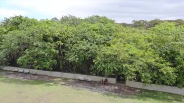 Praia Grande 'nin Tropikal Ormanı' nın Ortaya Çıkışı