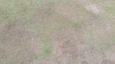  Ormanla çevrili bir futbol sahası