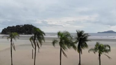 Sahilde arkada adası olan tropik ağaçlar