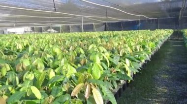 Genç Kakao Bitkilerinin yemyeşil çocuk odası