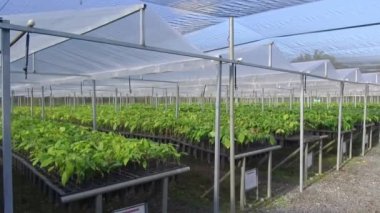 Genç Kakao Bitkilerinin yemyeşil çocuk odası 