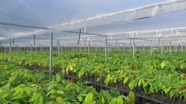 Genç Kakao Bitkilerinin yemyeşil çocuk odası