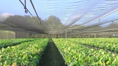 Genç Kakao bitkilerinin yemyeşil kreşi Ağla kaplı