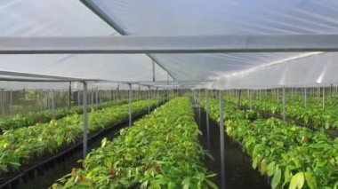 Çatı Kaplanmış Genç Kakao Bitkilerinin yemyeşil çocuk odası