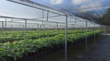 Genç Kakao Bitkilerinin Kreşi