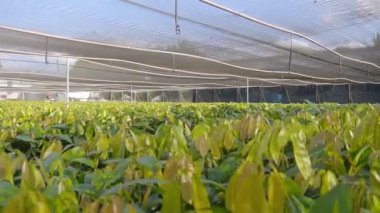 Gölgeli Genç Kakao Bitkilerinin Kreşi