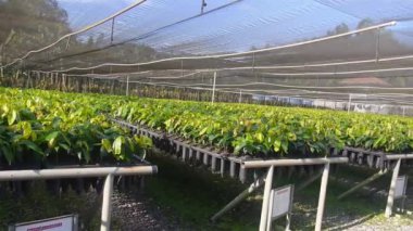 Genç Kakao Bitkilerinin Fıskiye Sistemli Bakımı