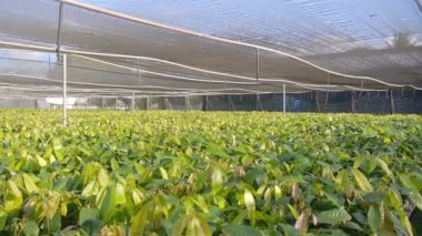 Genç Kakao Bitkilerinin Fıskiye Sistemli Bakımı