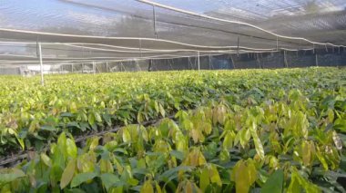 Genç Kakao Bitkilerinin Fıskiye Sistemli Bakımı