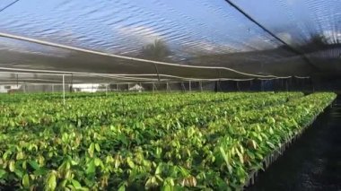 Çiftlikteki Genç Kakao Bitkileri Bakım Evi