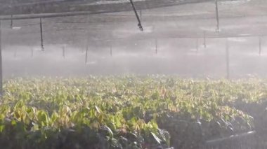 Genç Kakao Bitkilerinin Kreşinde Otomatik Su Fıskiyeleri Suyu Her yere Atıyor