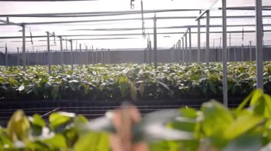 Genç Kakao Bitkilerinin Kreşteki Sinema Manzarası