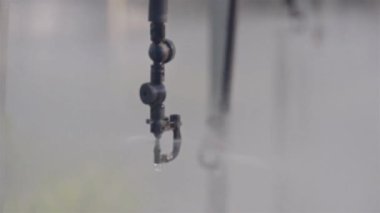 Genç Kakao Bitkilerinin Çocuk Bakım Evinde Su Fıskiyesinin Kapanışı