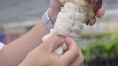 Meyvelerden kakao tohumu alan kişinin yakın çekimi