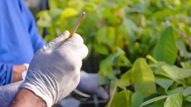 Genç Kakao Bitkilerini Bir Bakımevinde Kırpıp Tamir Edenler