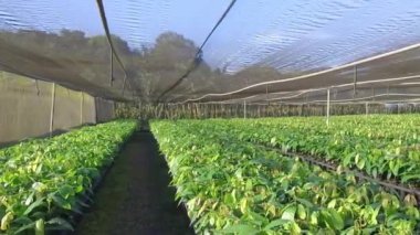 Genç Kakao Bitkilerinin Yeşillik Bakımevi Görünümü