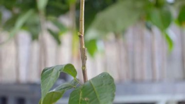  Çocuk yuvasında Stemming Genç Kakao Bitkisi