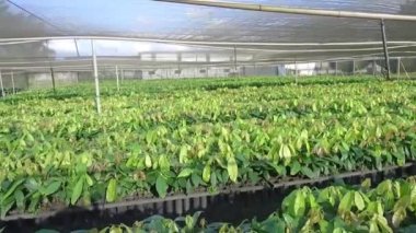 Genç Kakao Bitkilerinin Yeşillik Bakım Evi