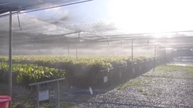 Genç Kakao Bitkilerinin Kreşinde Su Fıskiye Sistemi