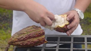 Kakao fasülyesini meyvelerden çıkarıp daha fazla bitki yetiştirmek için.