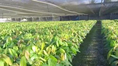 Genç Kakao Bitkilerinin Yeşillik Bakımevinde Yürüyorum