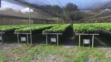 Çiftlikteki genç bir kakao bitkisinin yuvasında yürümek