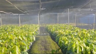 Genç Kakao Bitkilerinin Çocuk Bakım Evinde Su Fıskiyesi