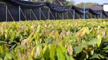 Siyah Çarşaflı Genç Kakao Bitkileri