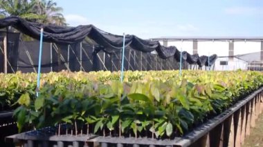 Bir kreşteki raflarda genç kakao bitkileri