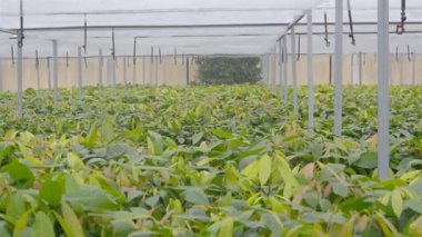 Genç Kakao Bitkileri Bir Kreşte