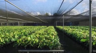 Çiftlikteki Genç Kakao Bitkileri Bakım Evi