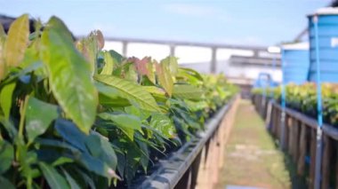 Mavi Su Tanklarıyla Genç Kakao Bitkileri Bakımevinde 