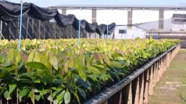 Bir kreşteki Genç Kakao Bitkileri