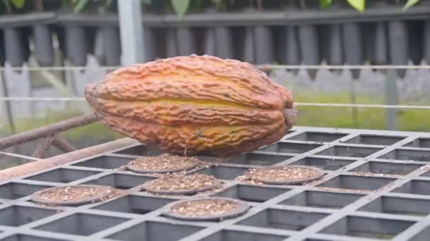 Big Cacao Φρούτα Μπροστά Από Νέες Φυτείες Φυτώριο — Αρχείο Βίντεο