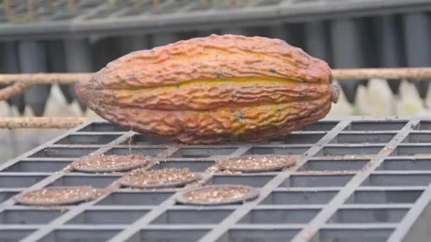 Μεγάλα Κίτρινα Φρούτα Κακάο Μπροστά Από Νέα Φύτευση — Αρχείο Βίντεο