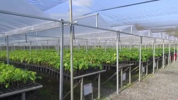 Saftig Grüne Baumschule Für Junge Kakaopflanzen — Stockvideo