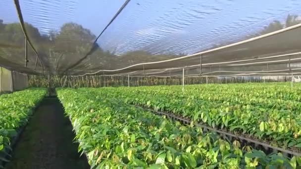 Weelderige Groene Kwekerij Van Jonge Cacaoplanten — Stockvideo