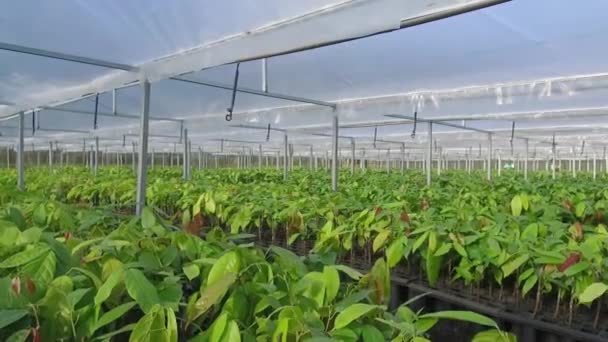 Vivero Verde Exuberante Plantas Jóvenes Cacao — Vídeo de stock