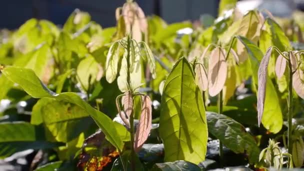 Una Planta Joven Cacao — Vídeo de stock